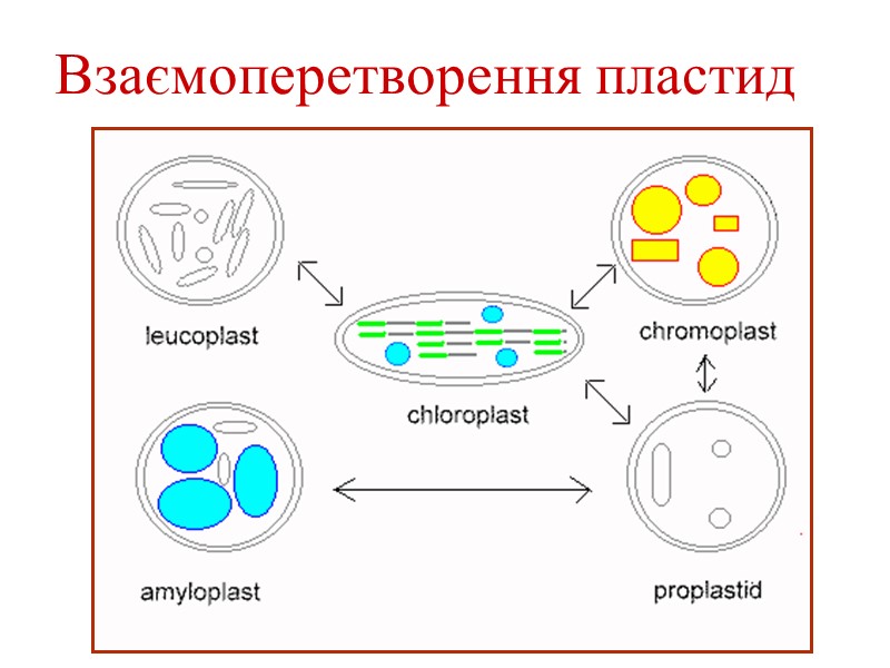 Взаємоперетворення пластид